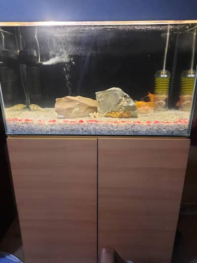 red sea aquarium