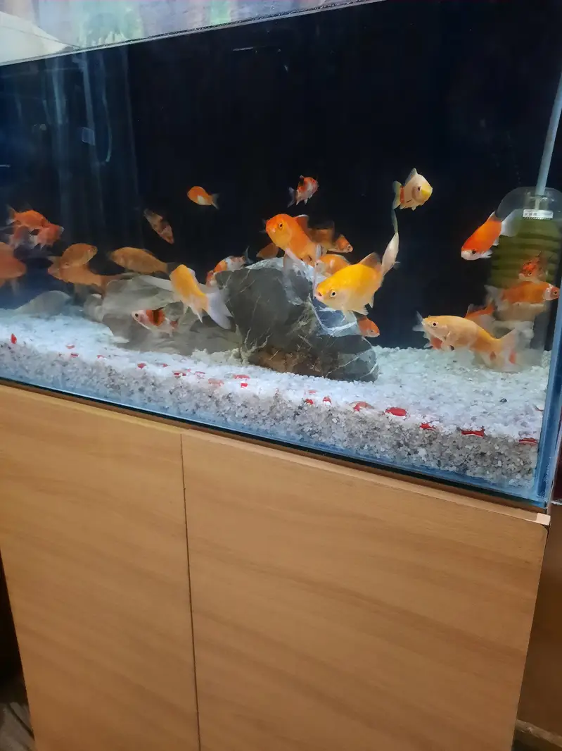 red sea aquarium — photo 3