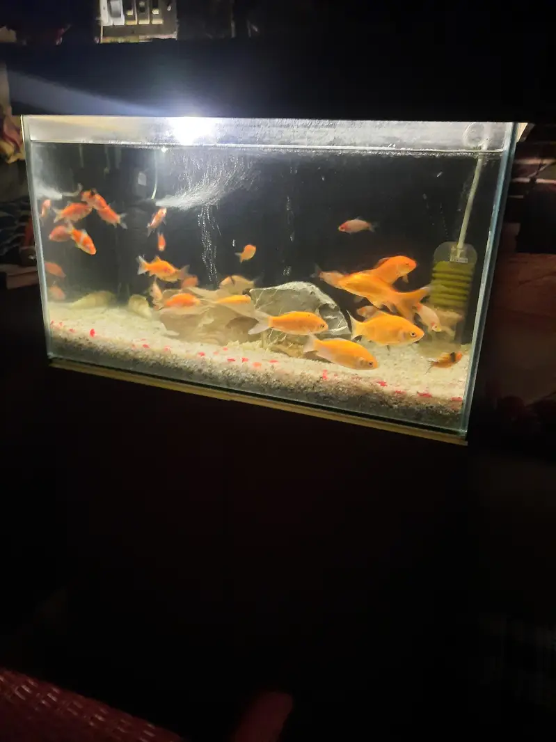 red sea aquarium — photo 4