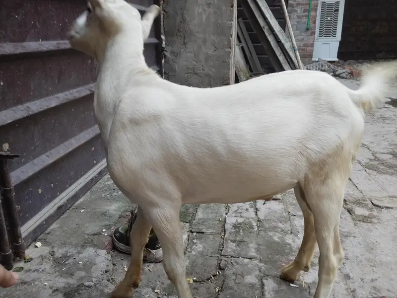 Russian Tedda Male — photo 2