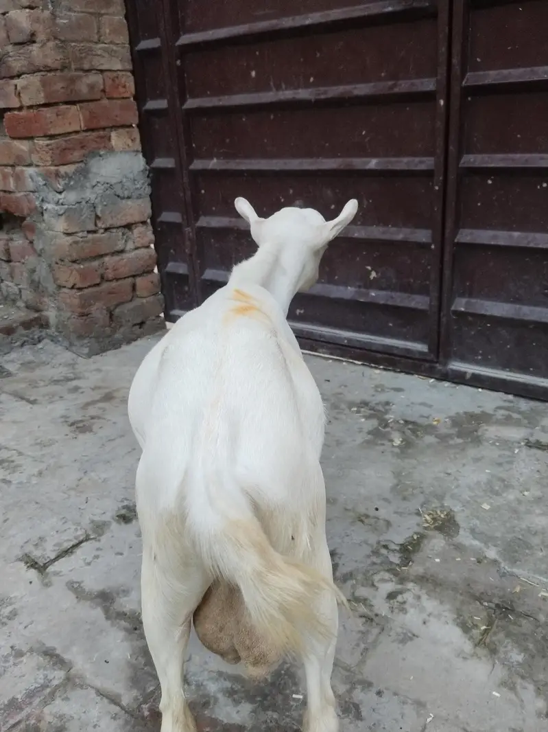 Russian Tedda Male — photo 3