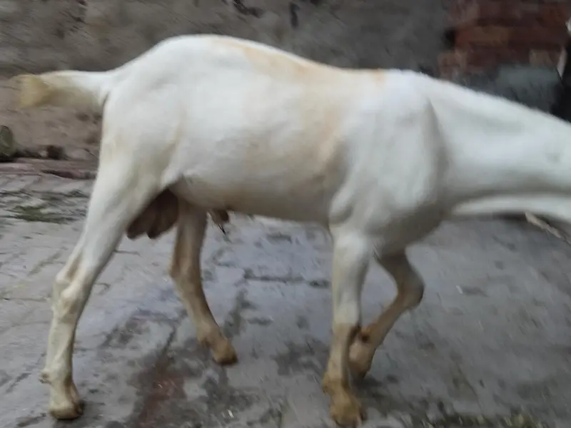 Russian Tedda Male — photo 6
