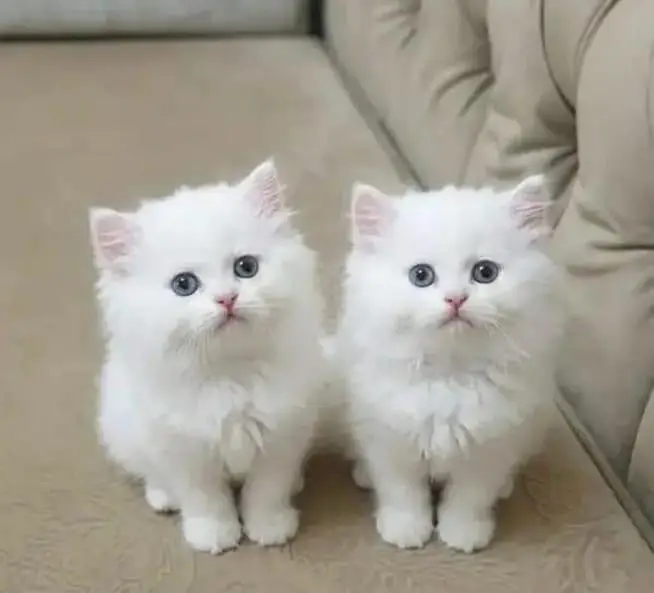 Persian cat cute baby urgent for sale 3 month age — photo 2