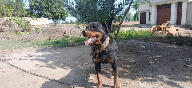 Rottweiler