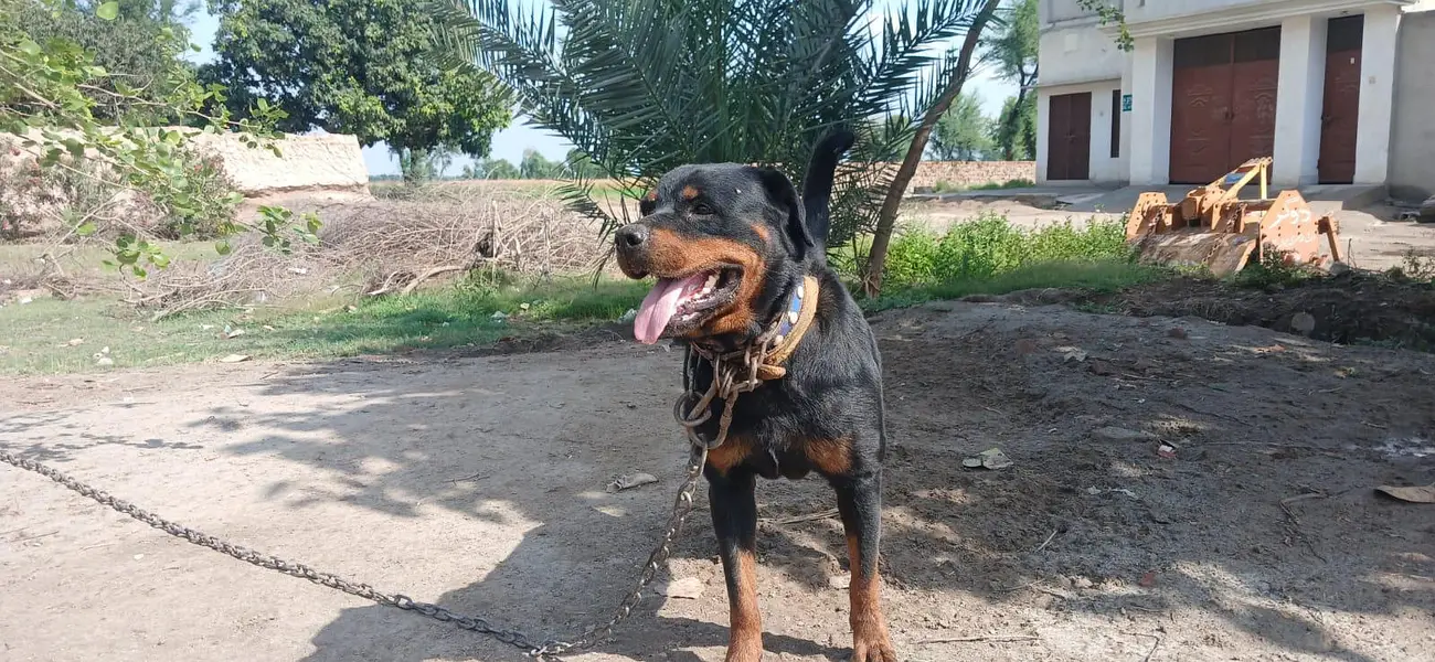 Rottweiler