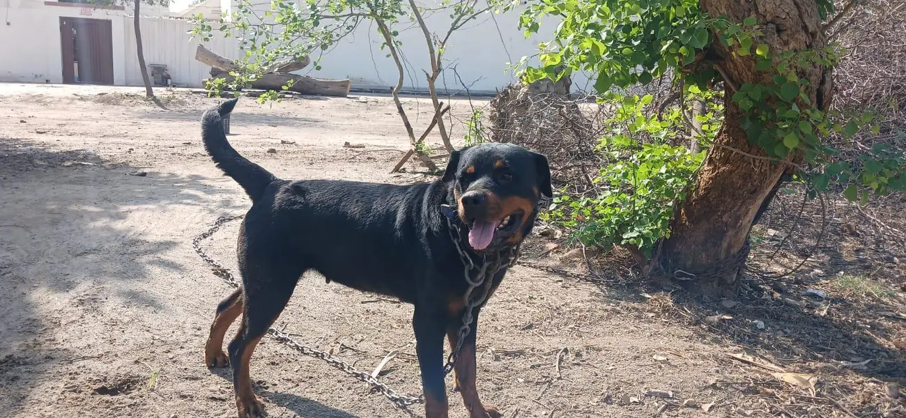 Rottweiler — photo 3