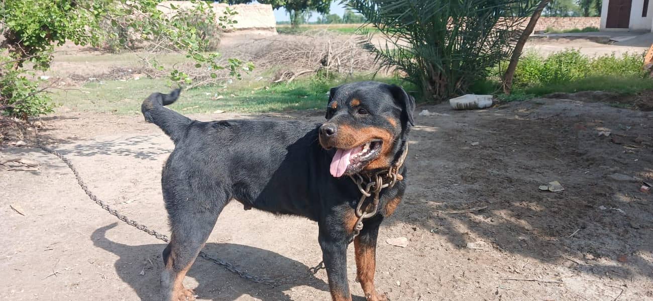 Rottweiler 3