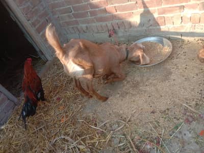 Goat/path/bakri/dogli