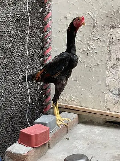 thai shamoo — photo 4