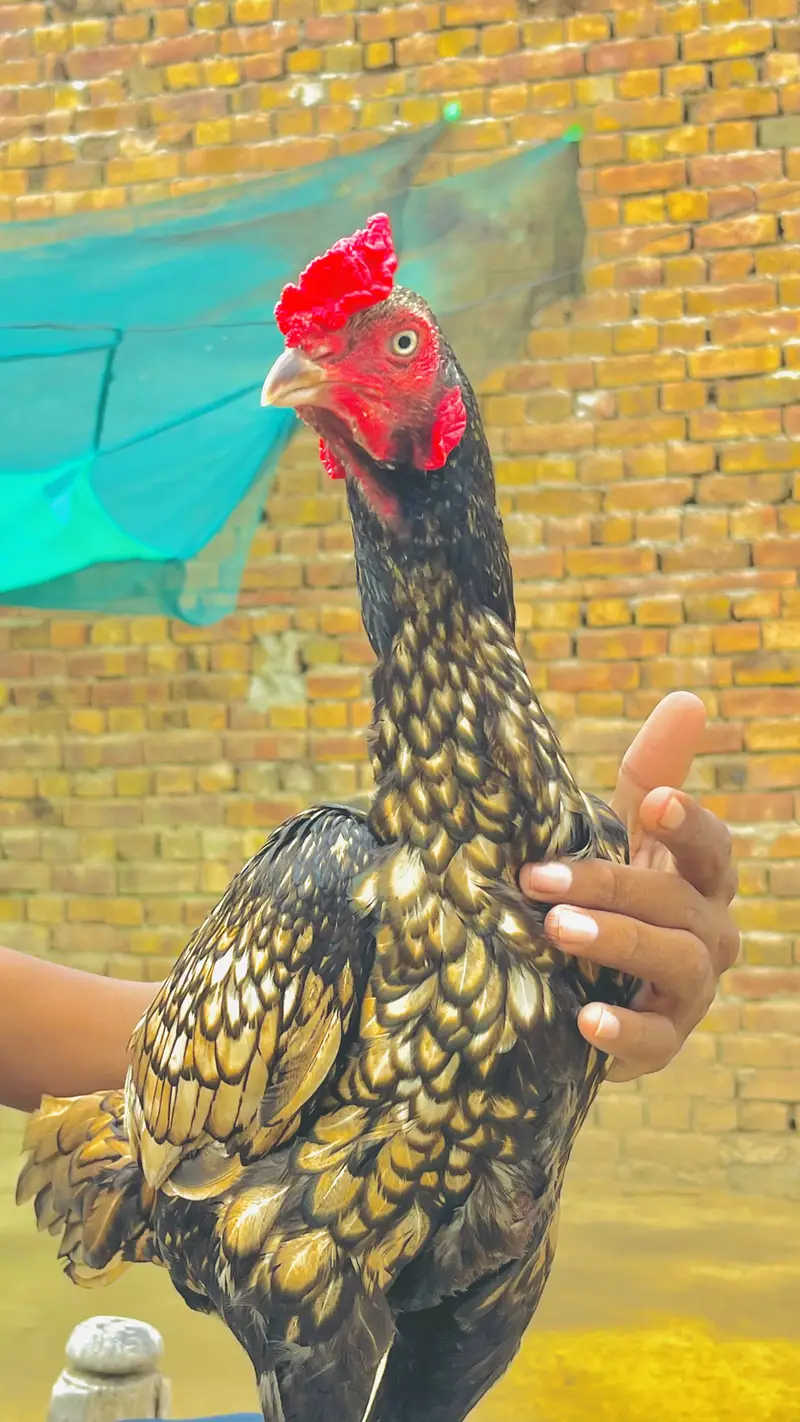Home breed — photo 2