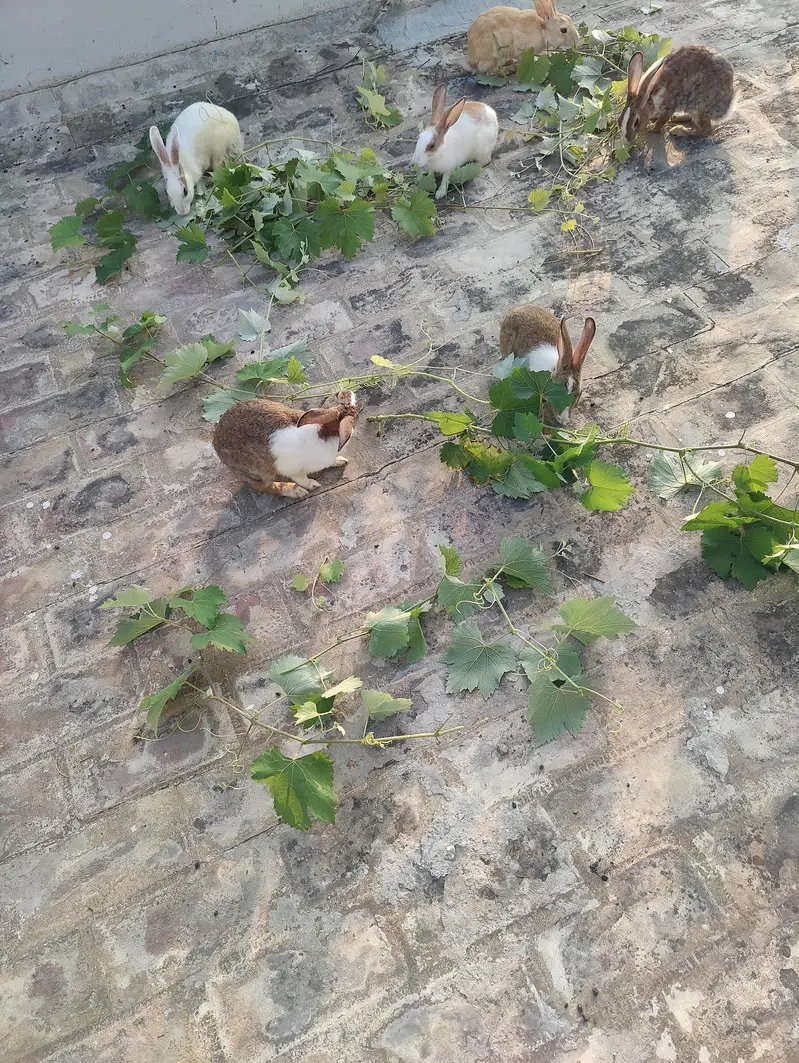 rabbits