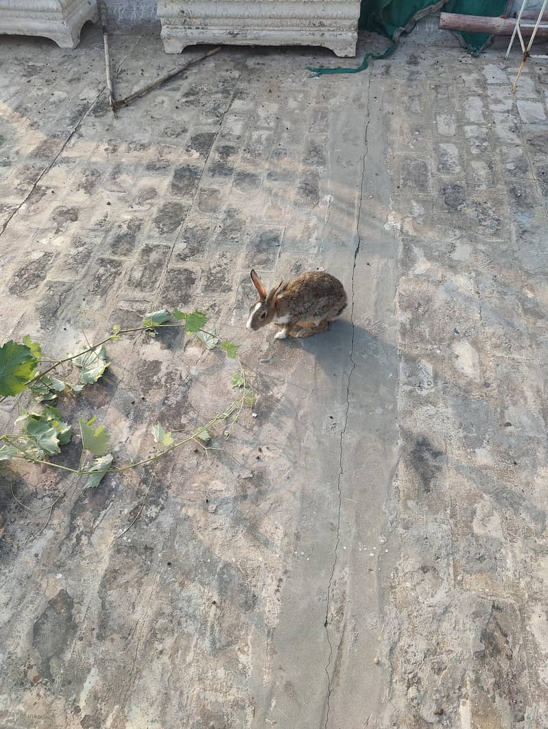 rabbits 1