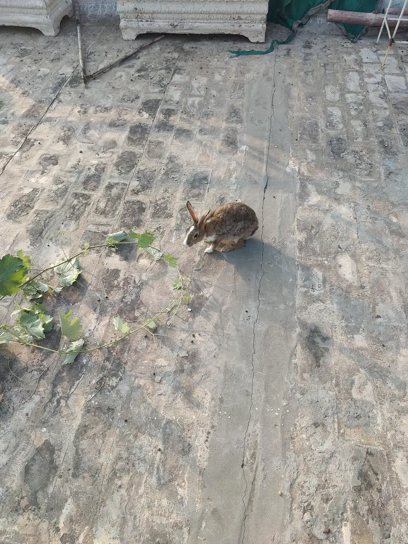 rabbits — photo 2