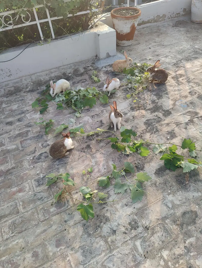 rabbits — photo 3
