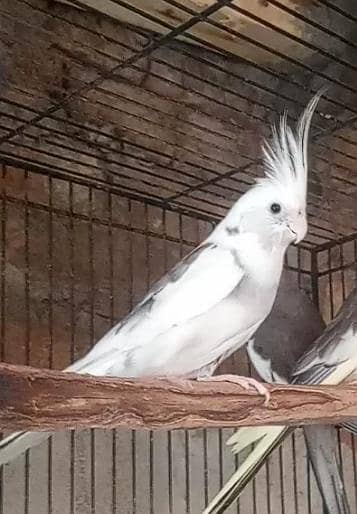 Cocktail/Cockatiel breeder male for sale.