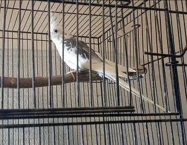 Cocktail/Cockatiel breeder male for sale. — photo 2