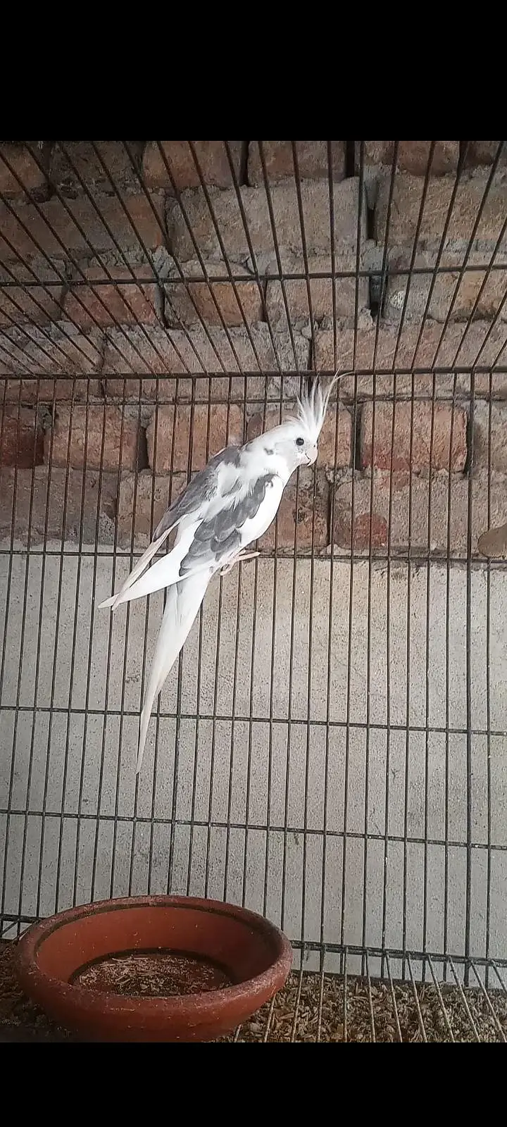 Cocktail/Cockatiel breeder male for sale. — photo 3