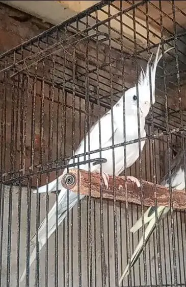 Cocktail/Cockatiel breeder male for sale. — photo 4