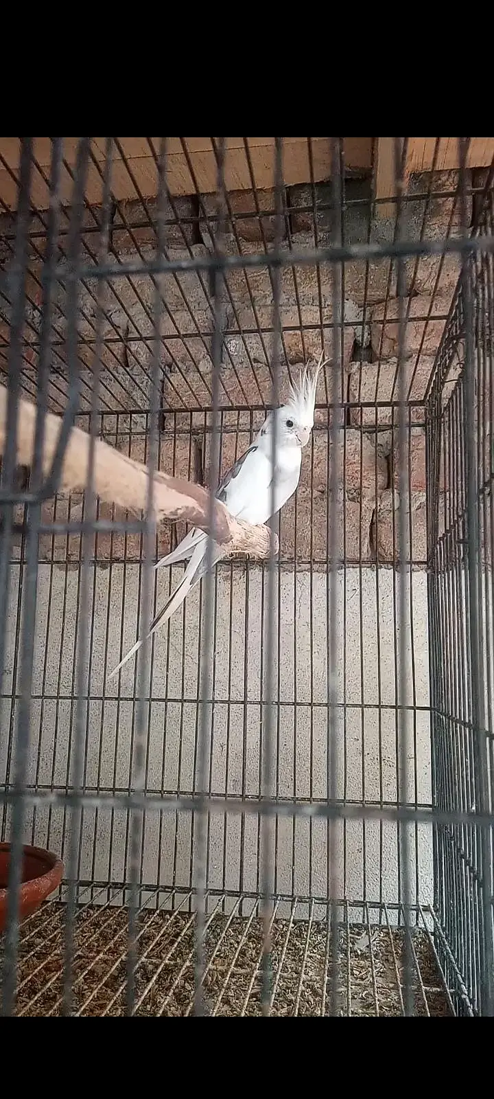 Cocktail/Cockatiel breeder male for sale. — photo 5