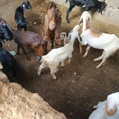 bakritaan for sell. ha