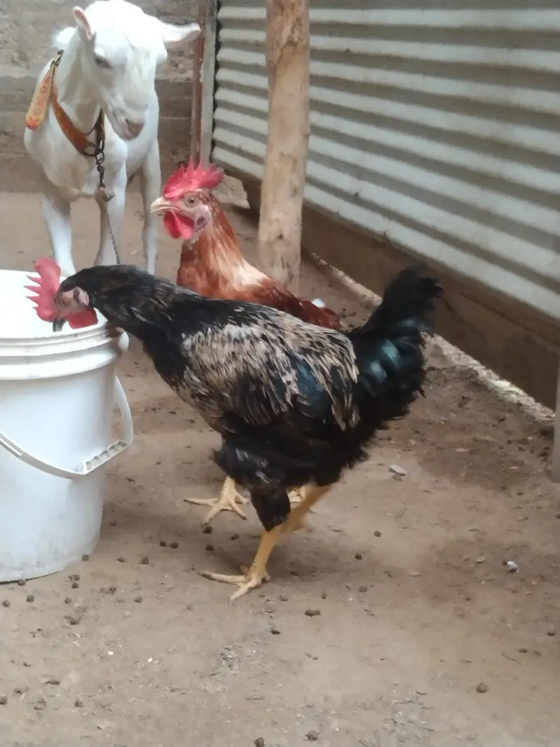misri murga or murgi — photo 3