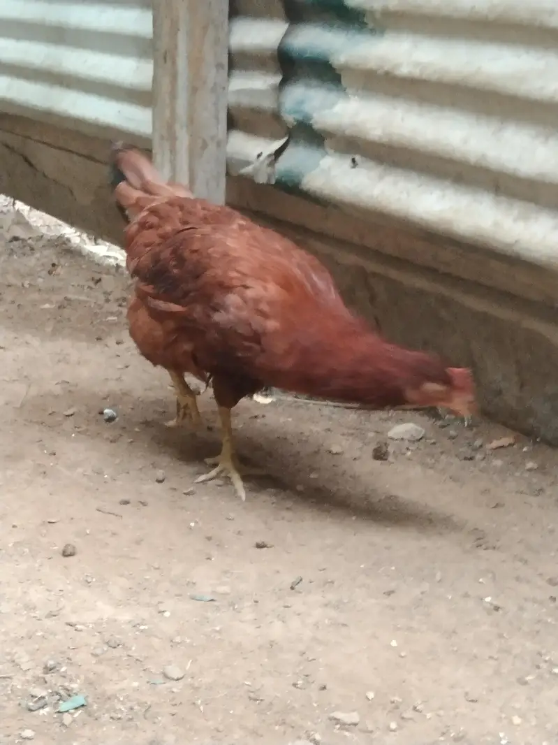 misri murga or murgi — photo 4