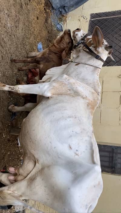 Cow for sale