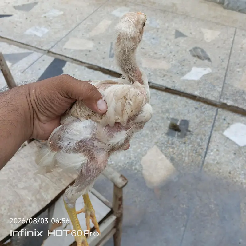 pure heera aseel paper white chicks 03335645074 — photo 3