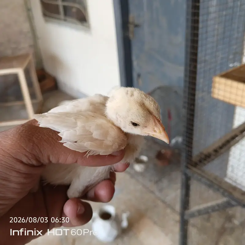 pure heera aseel paper white chicks 03335645074 — photo 7