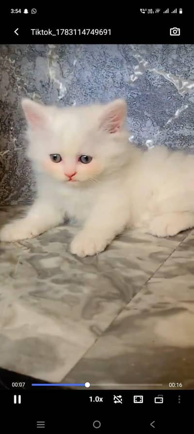 pure Persian cats vaccinated and healthy active WhatsApp/0344/6895398/