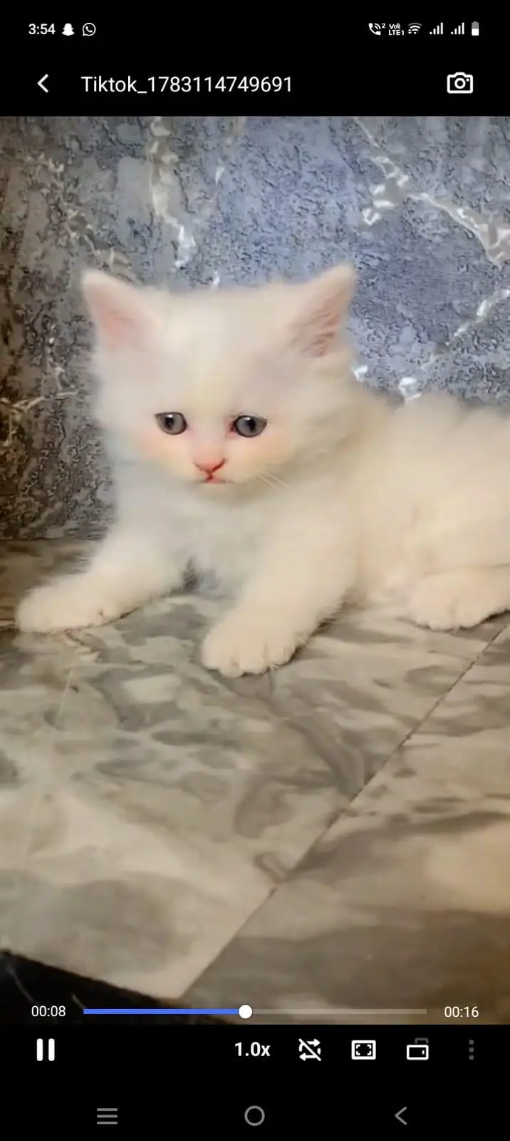 pure Persian cats vaccinated and healthy active WhatsApp/0344/6895398/ — photo 2