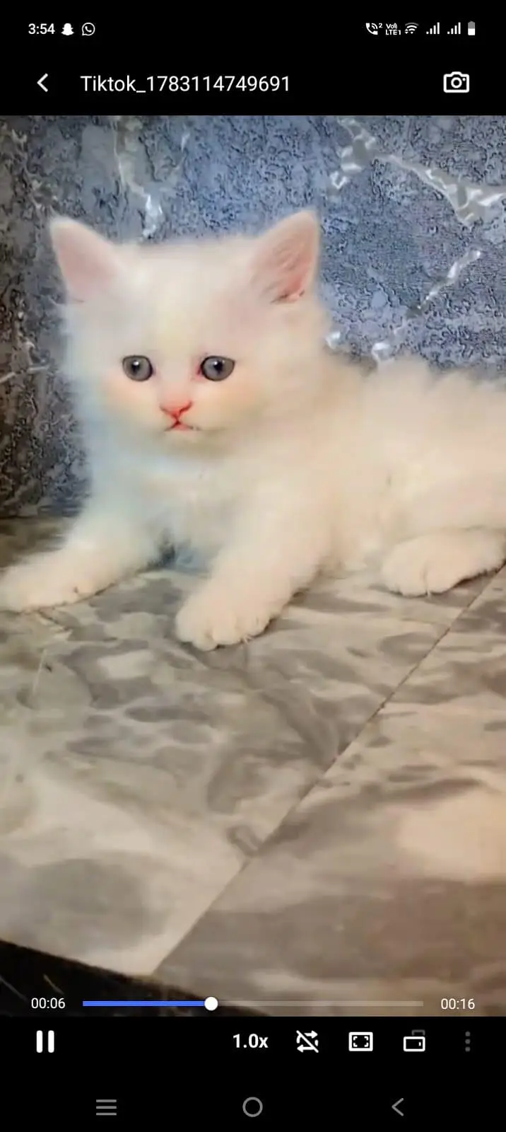 pure Persian cats vaccinated and healthy active WhatsApp/0344/6895398/ — photo 3