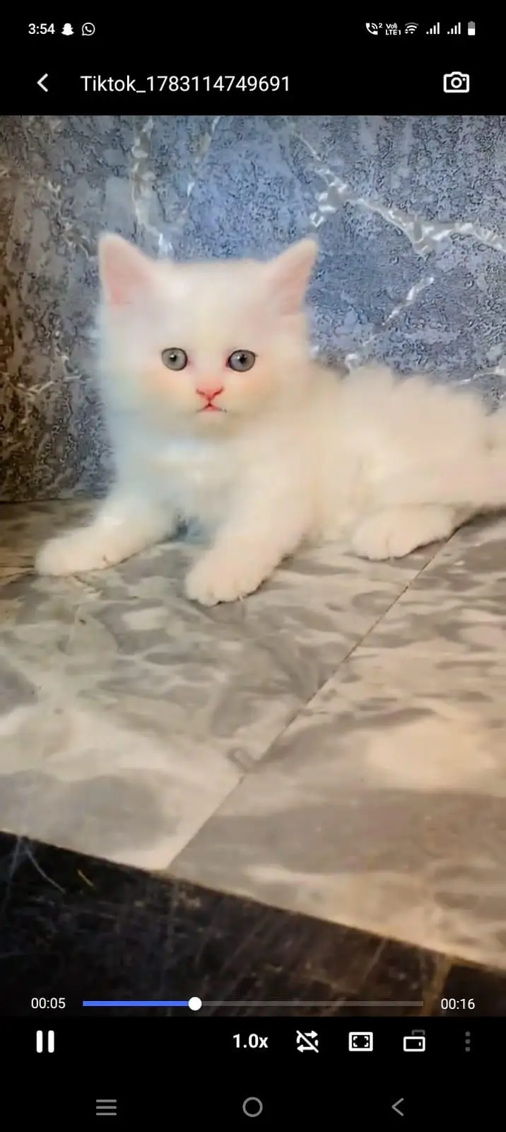 pure Persian cats vaccinated and healthy active WhatsApp/0344/6895398/ — photo 4