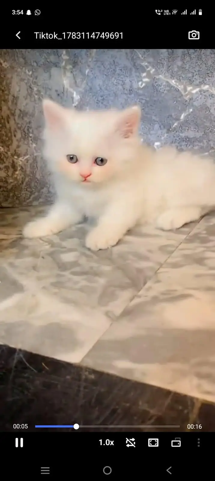 pure Persian cats vaccinated and healthy active WhatsApp/0344/6895398/ — photo 5