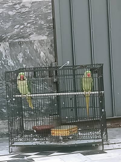 aaaaa