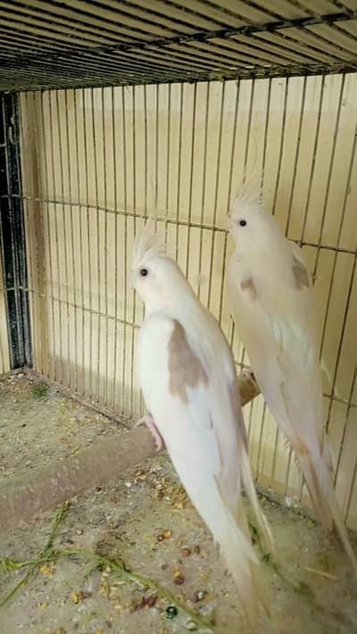 V pied+spotted breeder pair. . 0346.2099636.