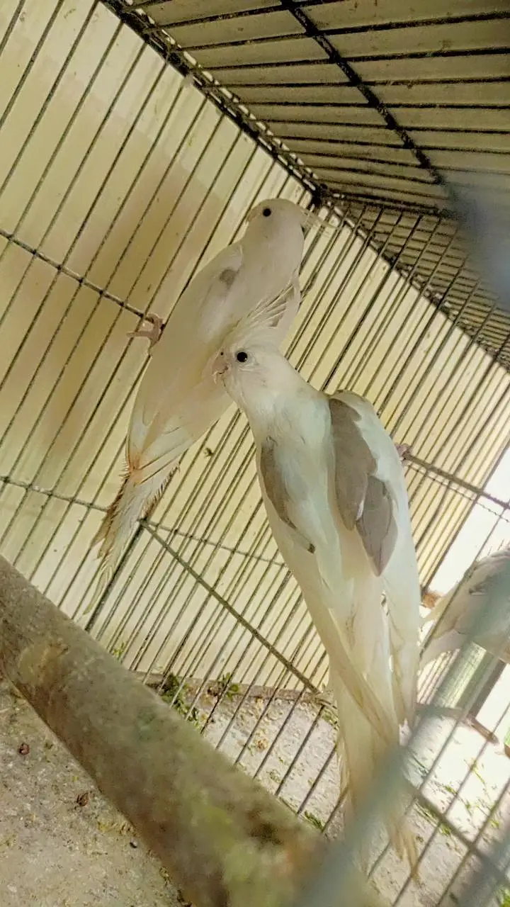 V pied+spotted breeder pair. . 0346.2099636. — photo 3