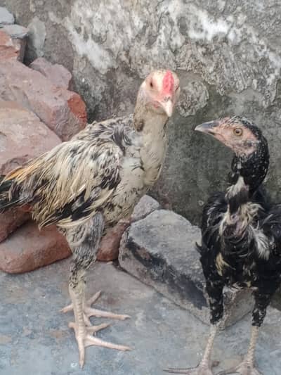 pair of aseel murghy