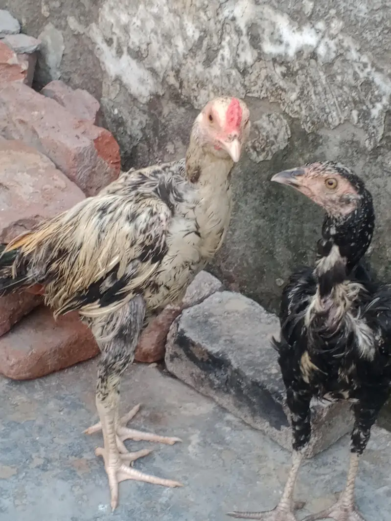 pair of aseel murghy — photo 2