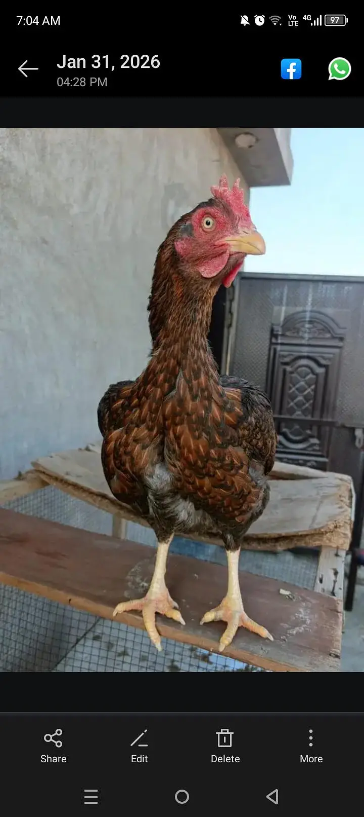 pure aseel bengam — photo 4