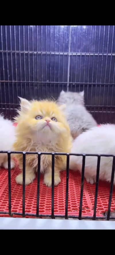 Persian cat for sale male or female my WhatsApp 302=69=41814