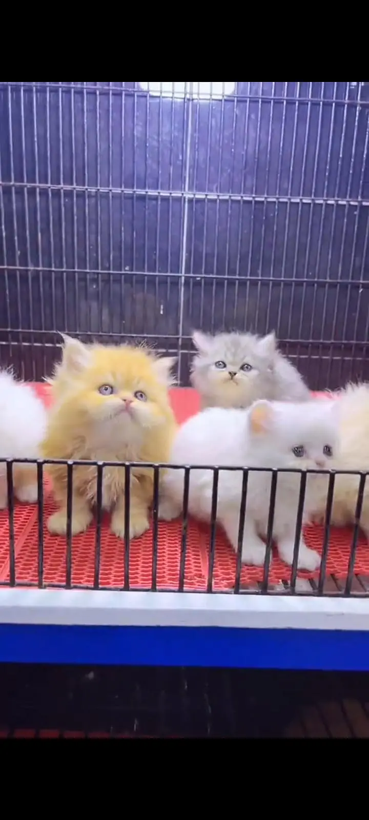 Persian cat for sale male or female my WhatsApp 302=69=41814 — photo 2