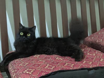 Beautiful & Healthy Fluffy Black Cat - Active & Litter Trained