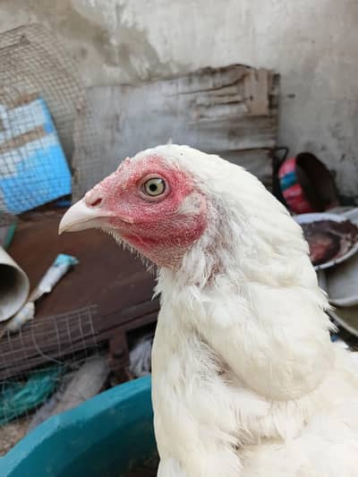 Aseel Heera Hen for sale. . .