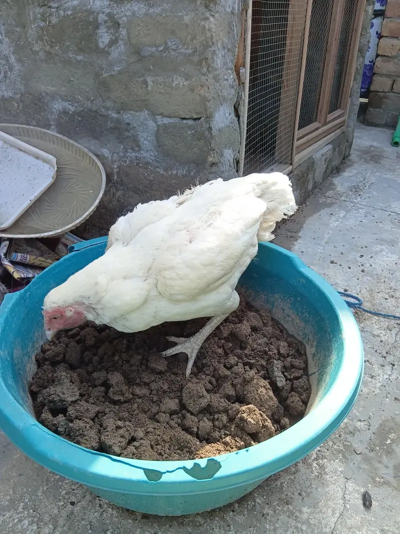 Aseel Heera Hen for sale. . . — photo 2