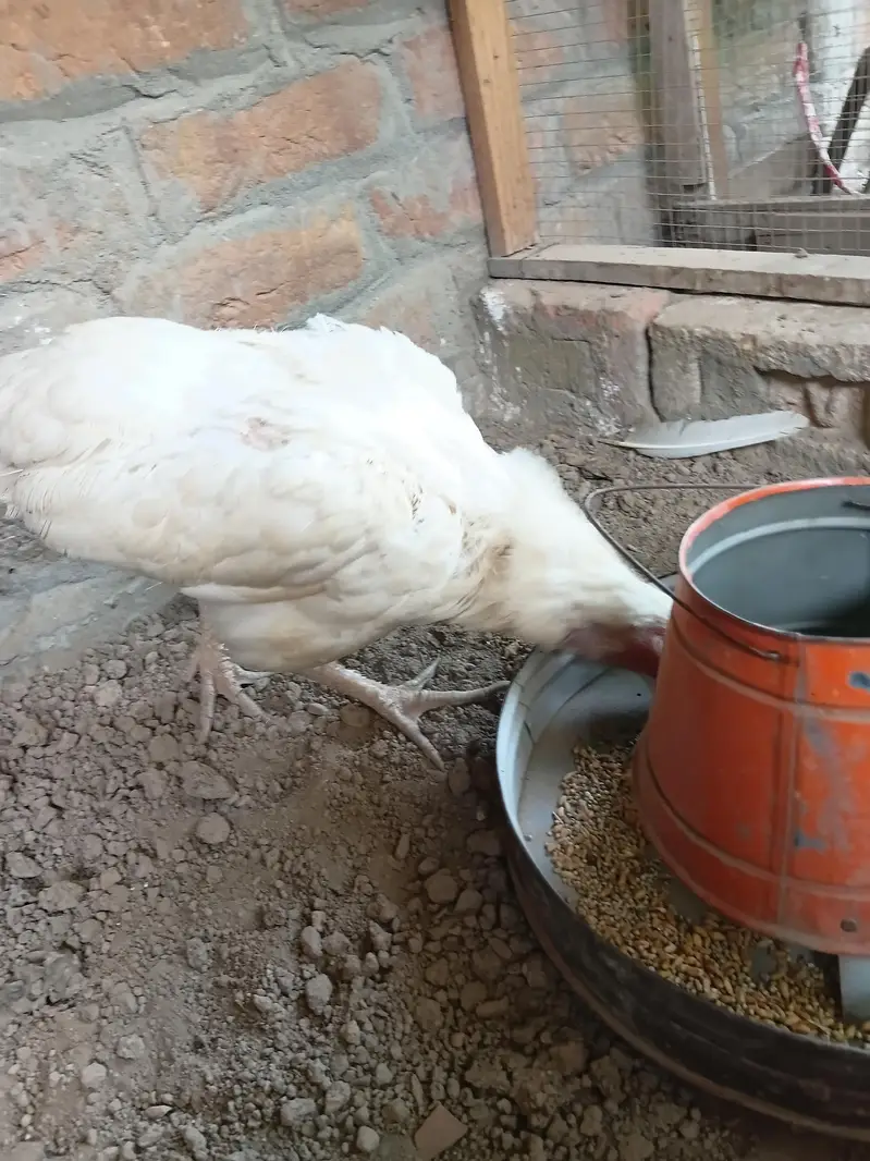 Aseel Heera Hen for sale. . . — photo 4