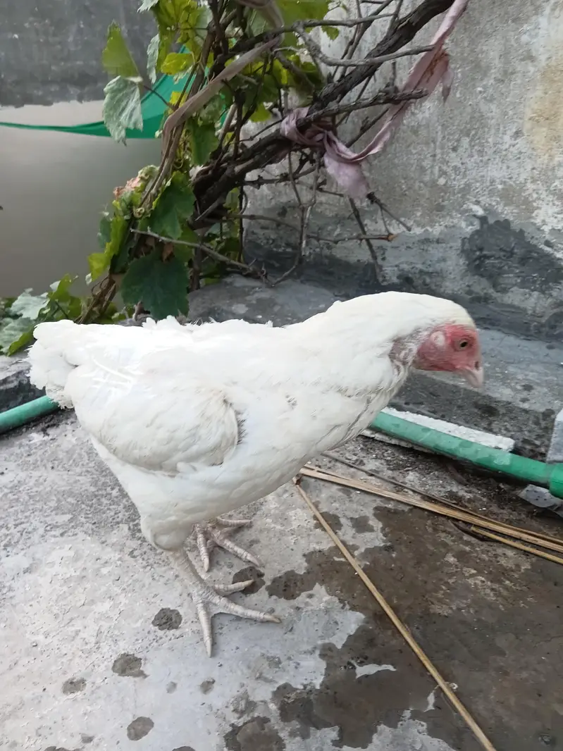 Aseel Heera Hen for sale. . . — photo 5
