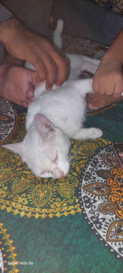 pure white cat hai