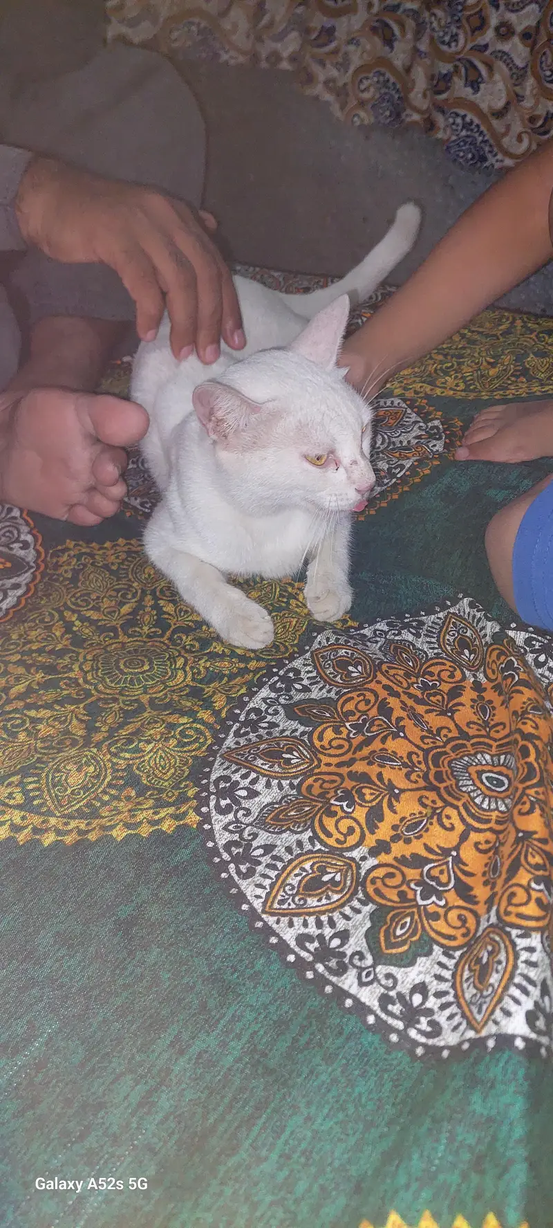 pure white cat hai — photo 2