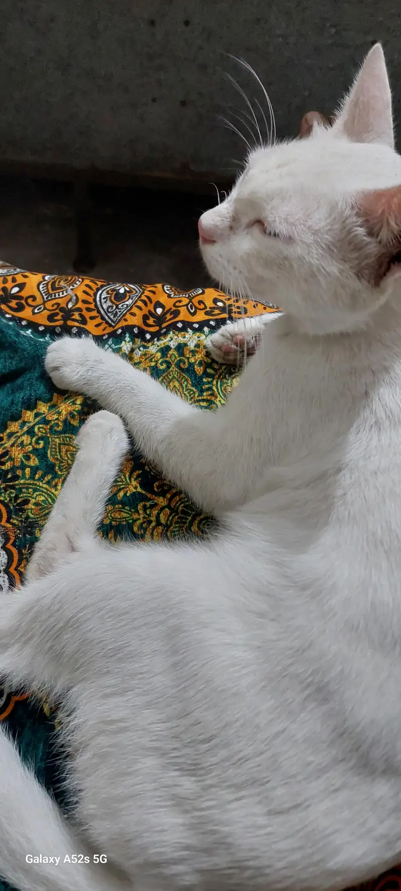 pure white cat hai — photo 3
